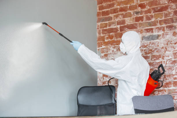 Best Mold Damage Restoration  in Franklin Park, FL