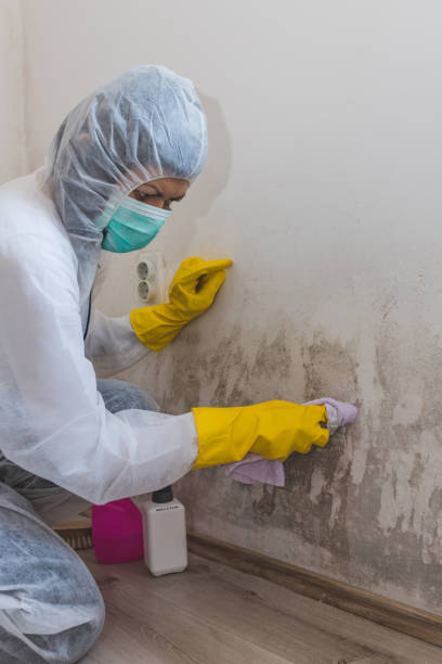 Best Asbestos and Lead Testing During Mold Inspection  in Franklin Park, FL